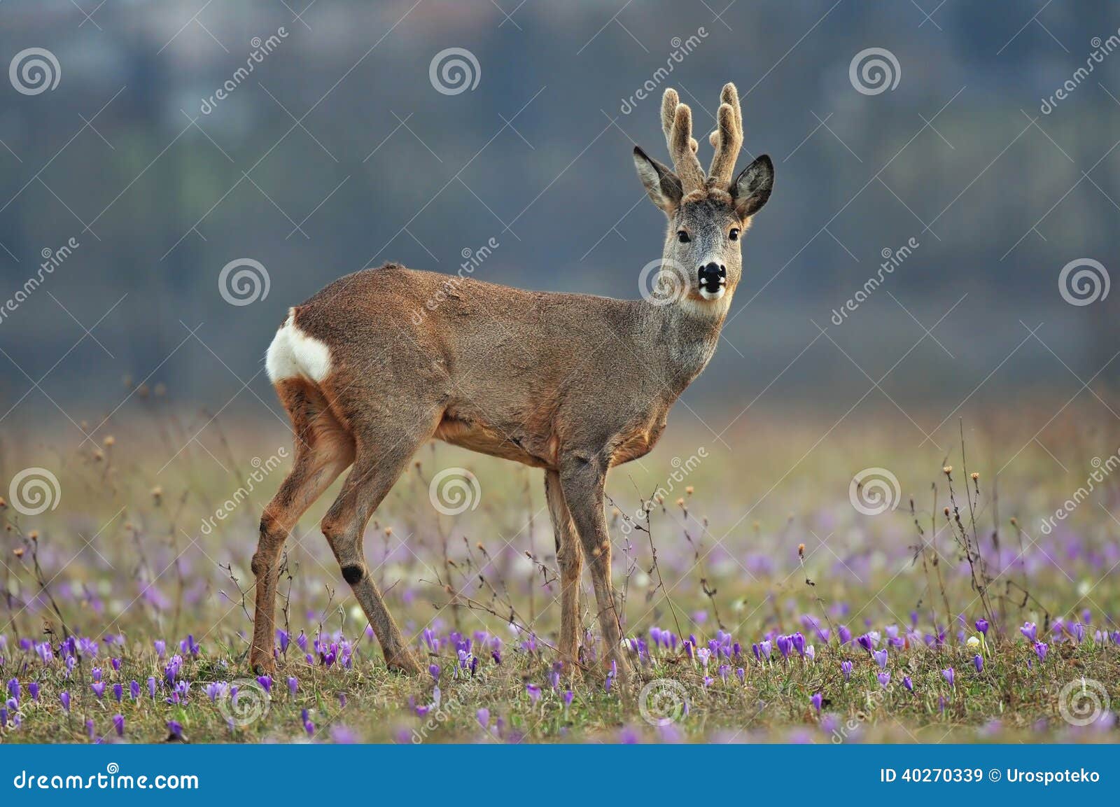 roe deer