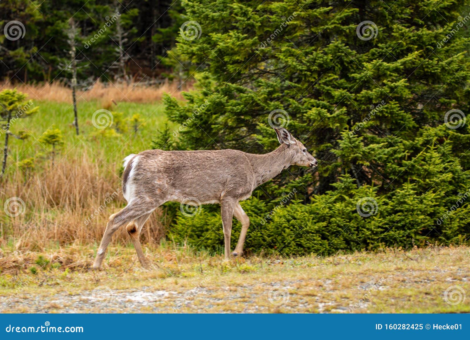 Roe Deer in the Wildlife of Nova Scotia Canada Stock Image Image of
