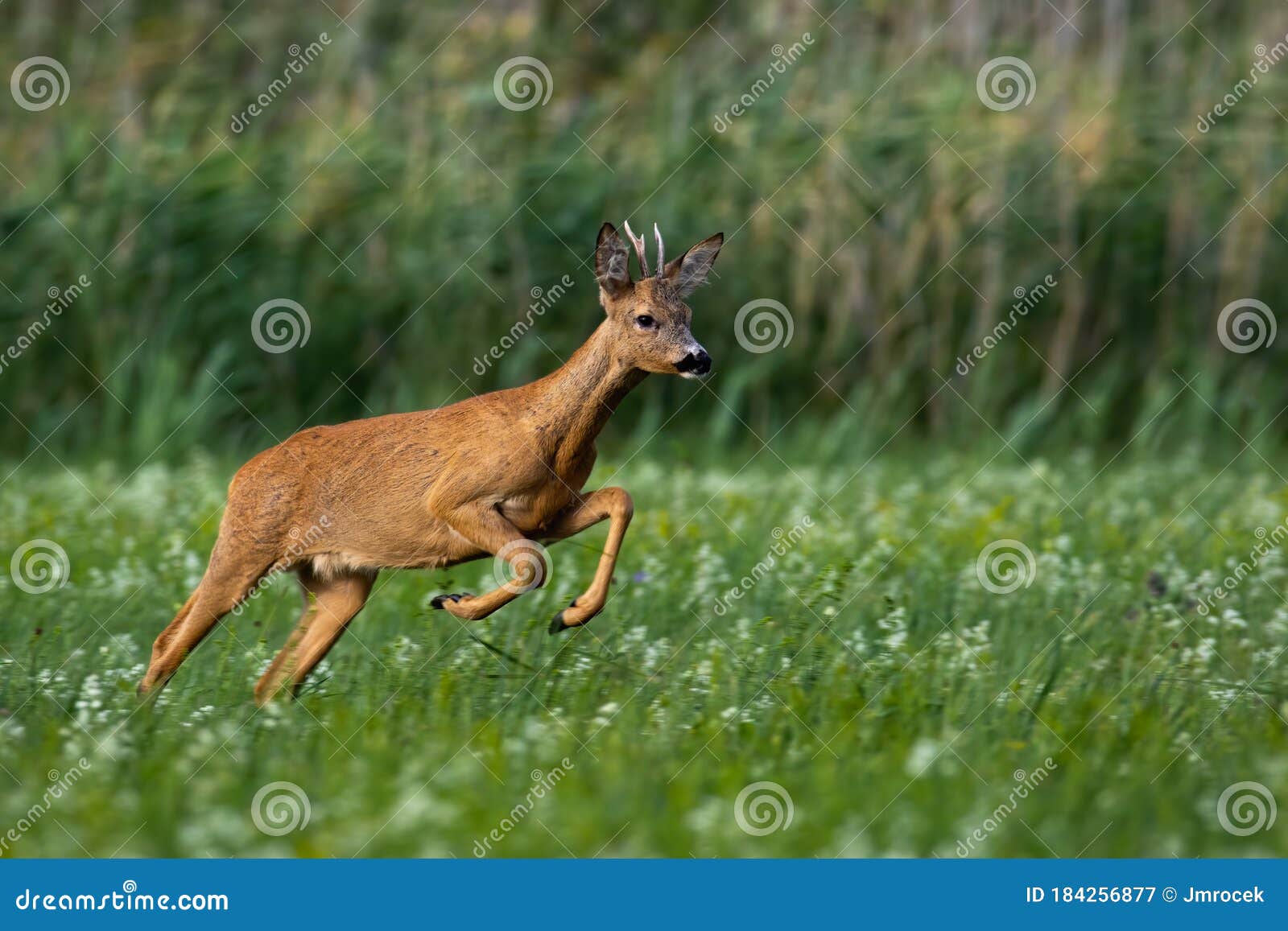 Corça na floresta capreolus capreolus corça selvagem na natureza