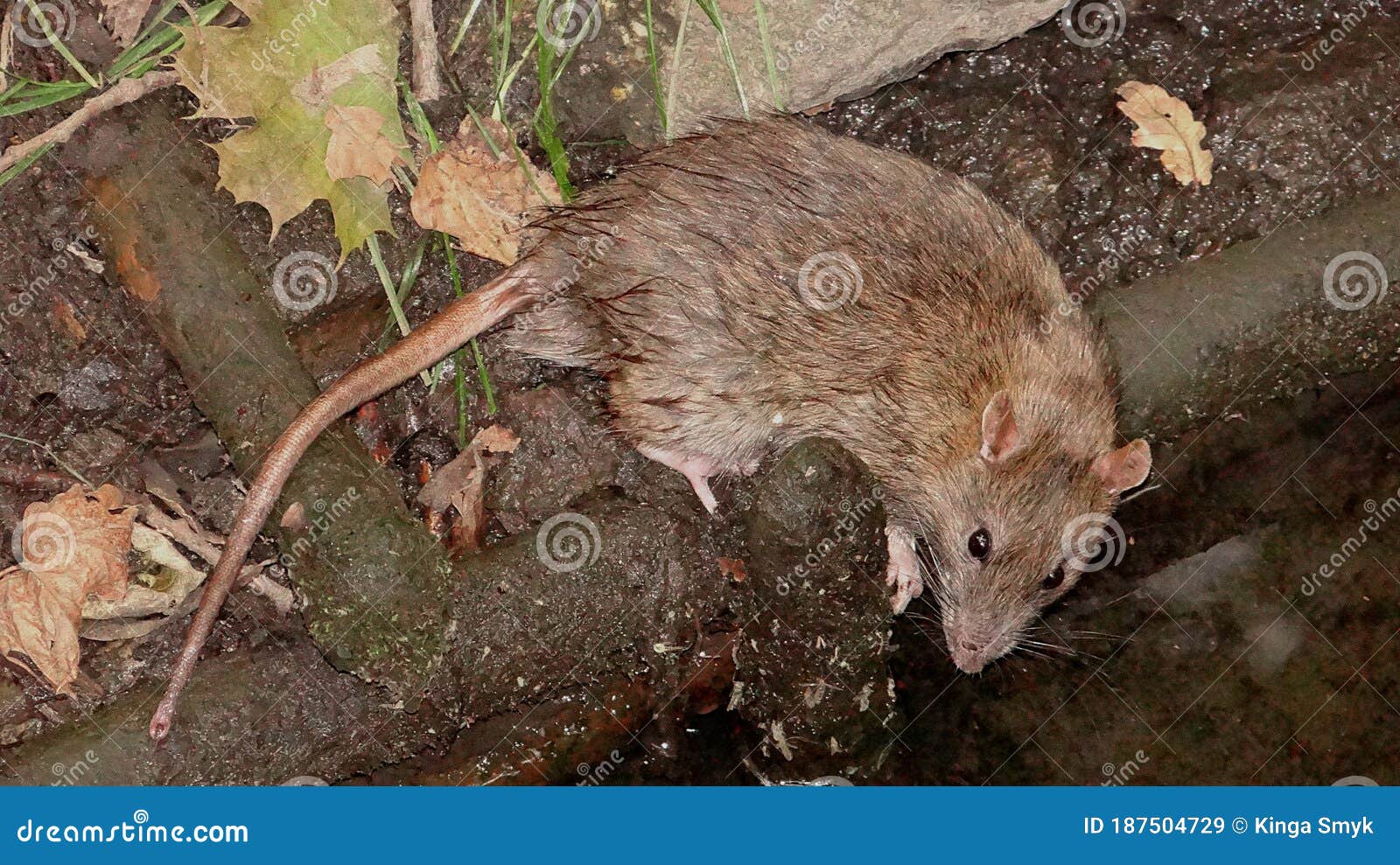 Um Residente Secreto Do Sayan Taiga Imagem de Stock - Imagem de espessuras,  rato: 220417253