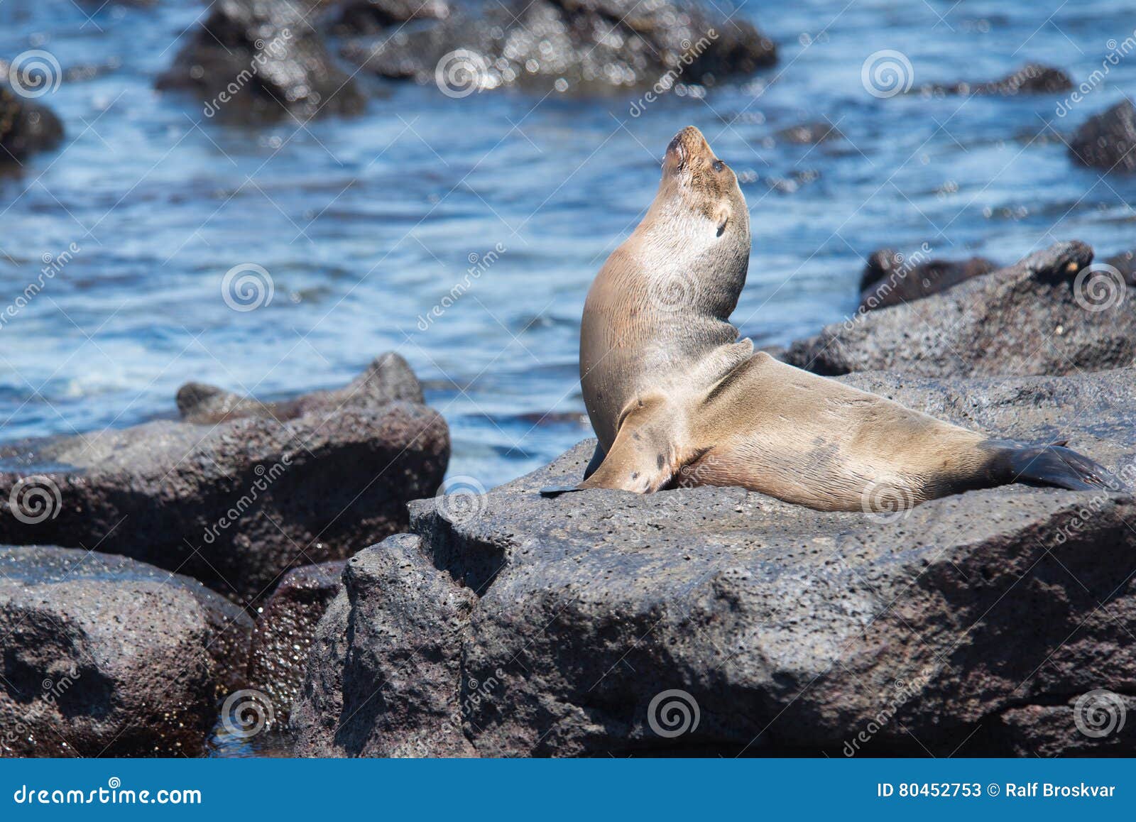 Roi de la roche. Otarie posant sur une roche à l'île de Mosquera, Galapagos, Equateur