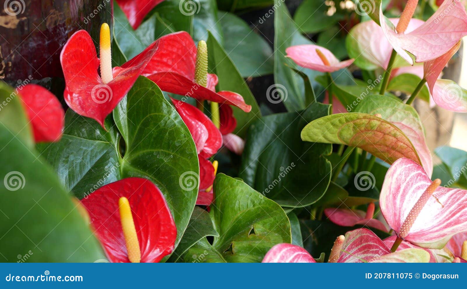 Rojo Calla Lily Flor Verde Oscuro Hojas. Elegante Flor De Flores Cimarrón.  Selva Tropical Exótica Con Estilo Imagen de archivo - Imagen de arriate,  cala: 207811075