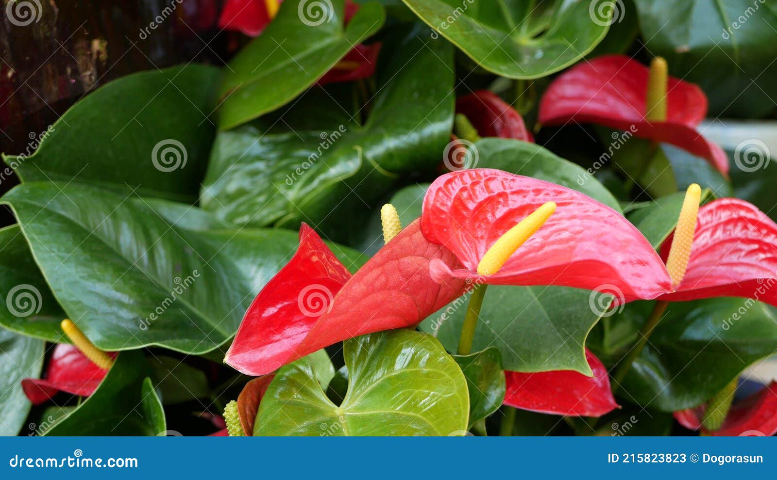 Rojo Calla Lily Flor Verde Oscuro Hojas. Elegante Flor De Flores Cimarrón.  Selva Tropical Exótica Con Estilo Imagen de archivo - Imagen de selva,  inusual: 215823823