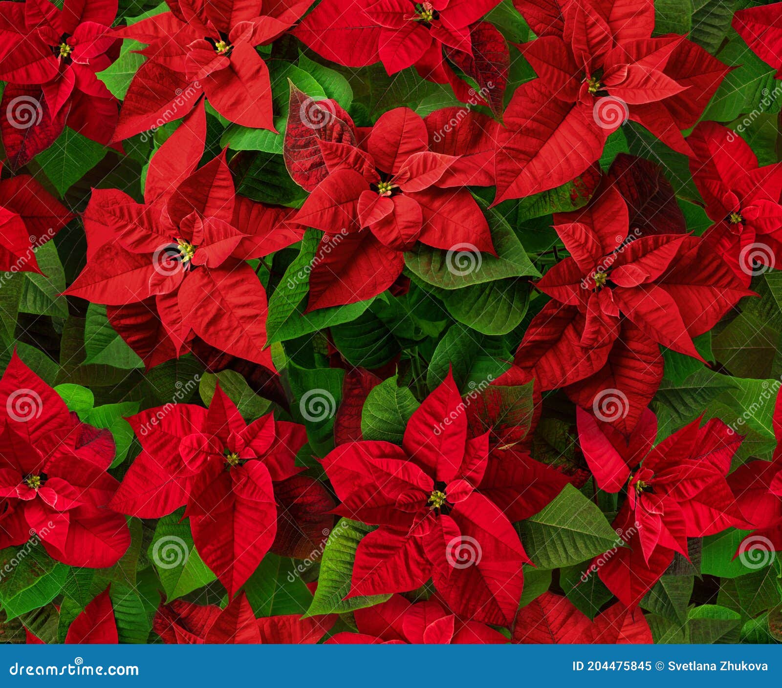 Rojo Nochebuena Flores De Navidad Patrón Sin Costuras Imagen de archivo - Imagen de azulejo, rojo: 204475845 Rojo Nochebuena Flores De Navidad Patrón Sin Costuras Imagen de archivo - Imagen de azulejo, rojo: 204475845