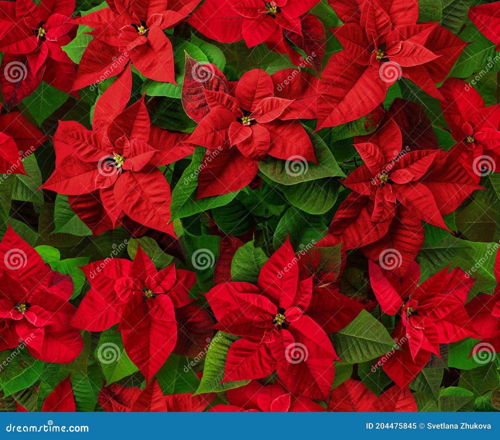 Rojo Nochebuena Flores De Navidad Patrón Sin Costuras Imagen de archivo -  Imagen de azulejo, planta: 204475845