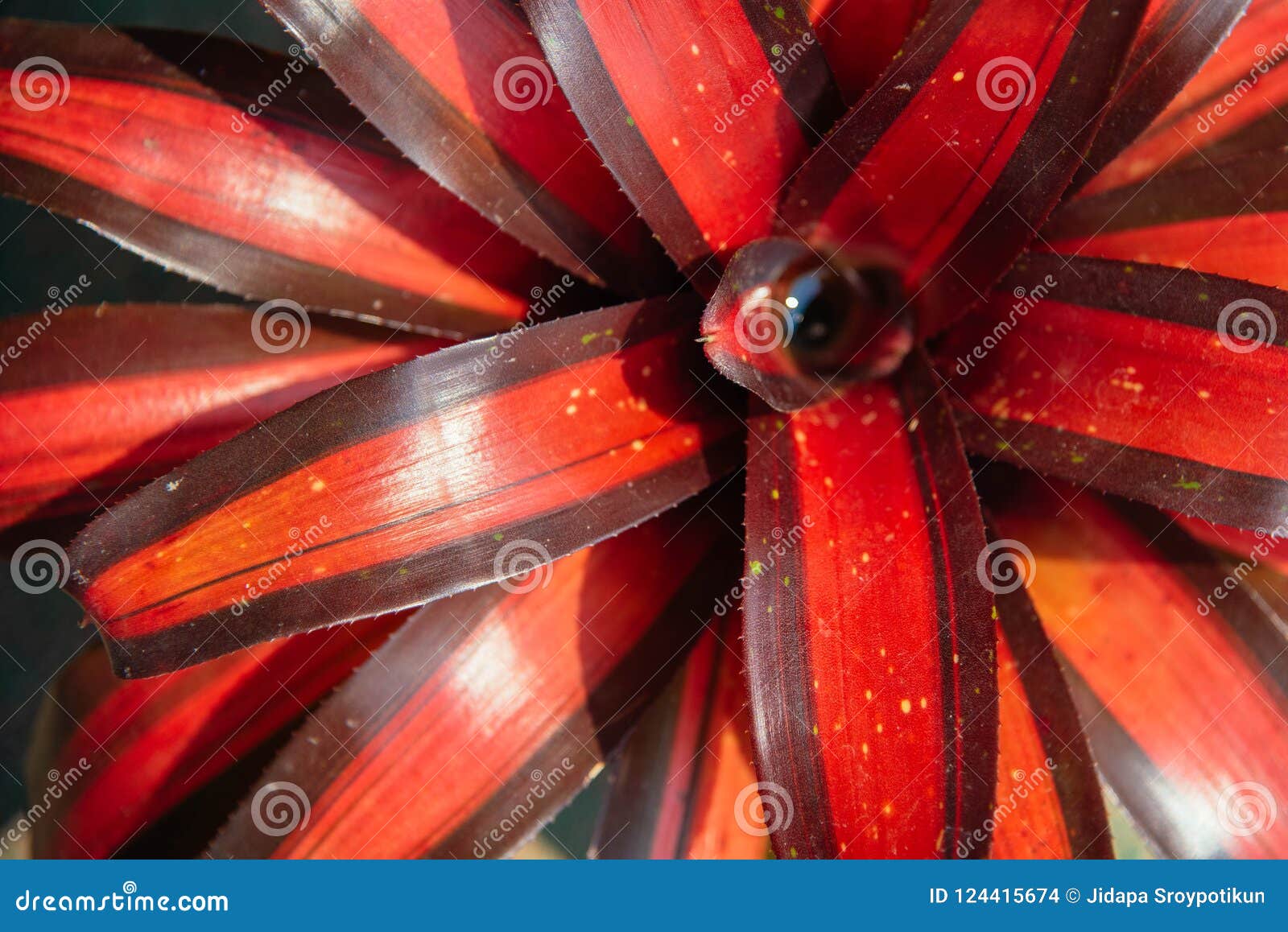 Rojo y negro de bromelia foto de archivo. Imagen de lluvia - 124415674