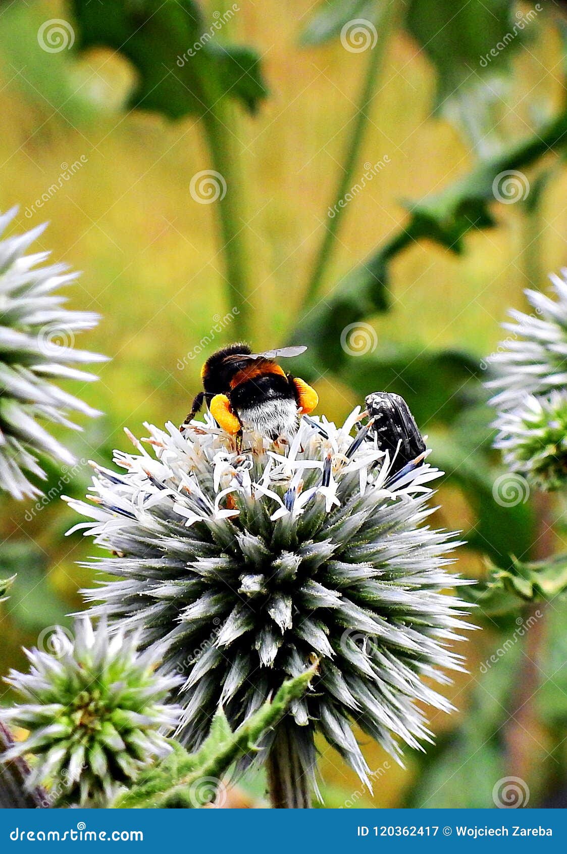 Bumblebee with Pollen on Legs Stock Image Image of bumblebees, nature