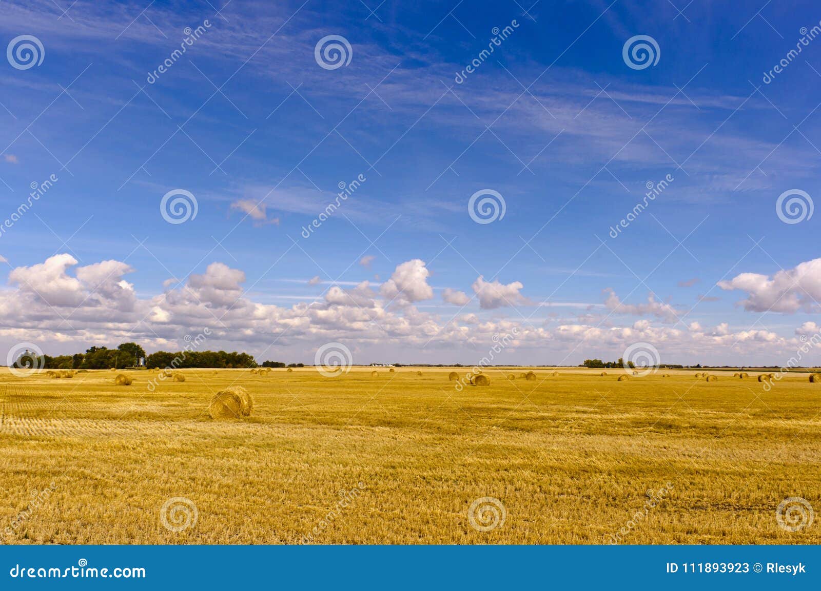 rolled hay bales on the saskatchewan prairie