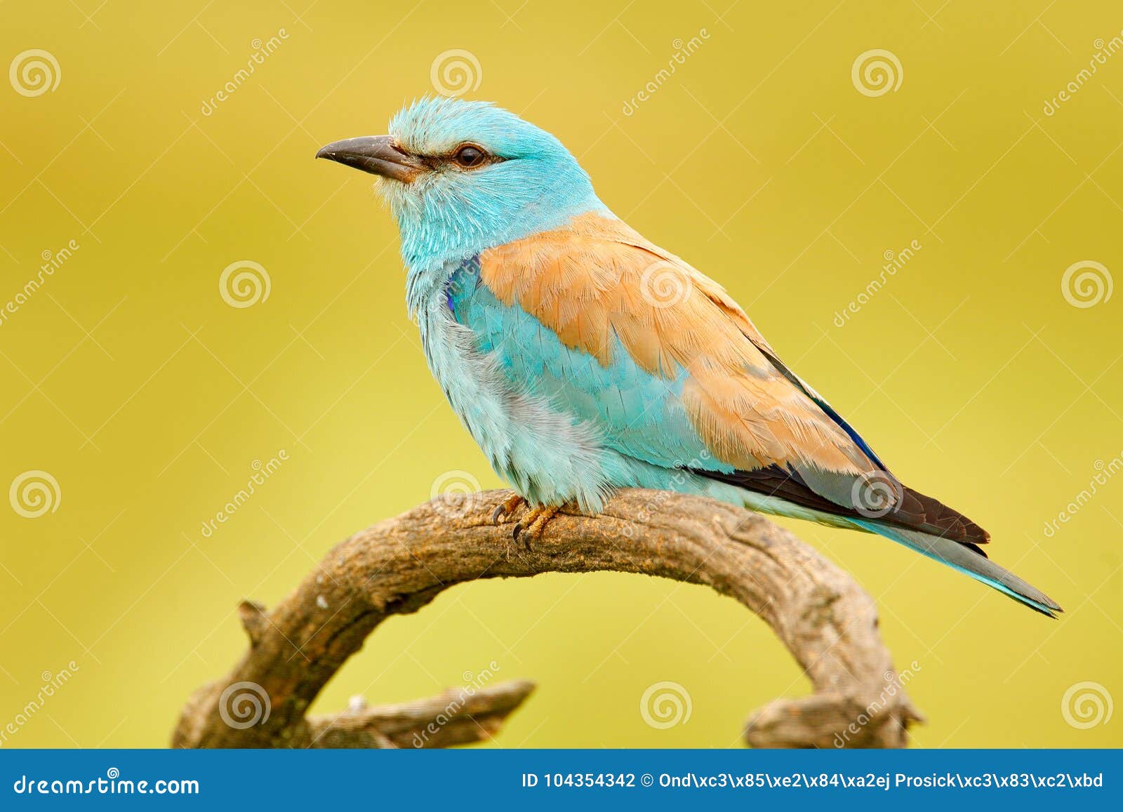 roller in nature. birdwatching in hungary. nice colour light blue bird european roller sitting on the branch with open bill, blurr