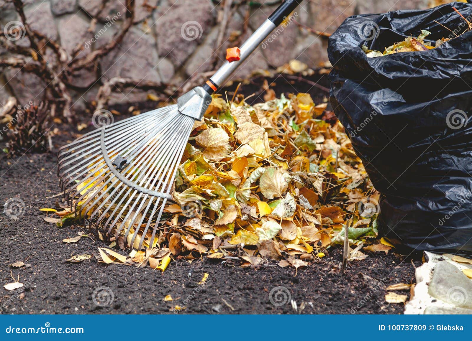 Rolling Rakes Collect Fallen Leaves in Big Pile Stock Image - Image of ...