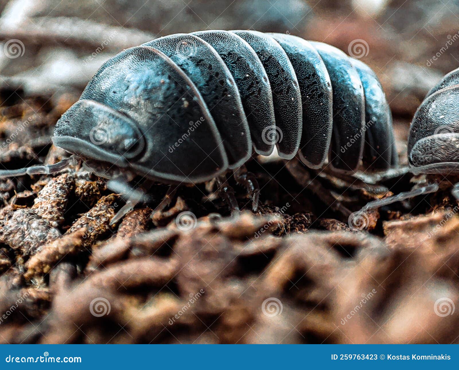 Rolypoly ground level stock image. Image of level, chiggypigs 259763423