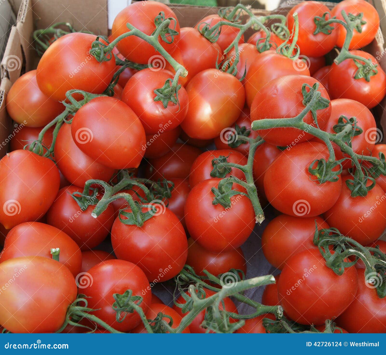 Roma Tomato Italian Plum Tomato Solanum Lycopersicum Stock Photo