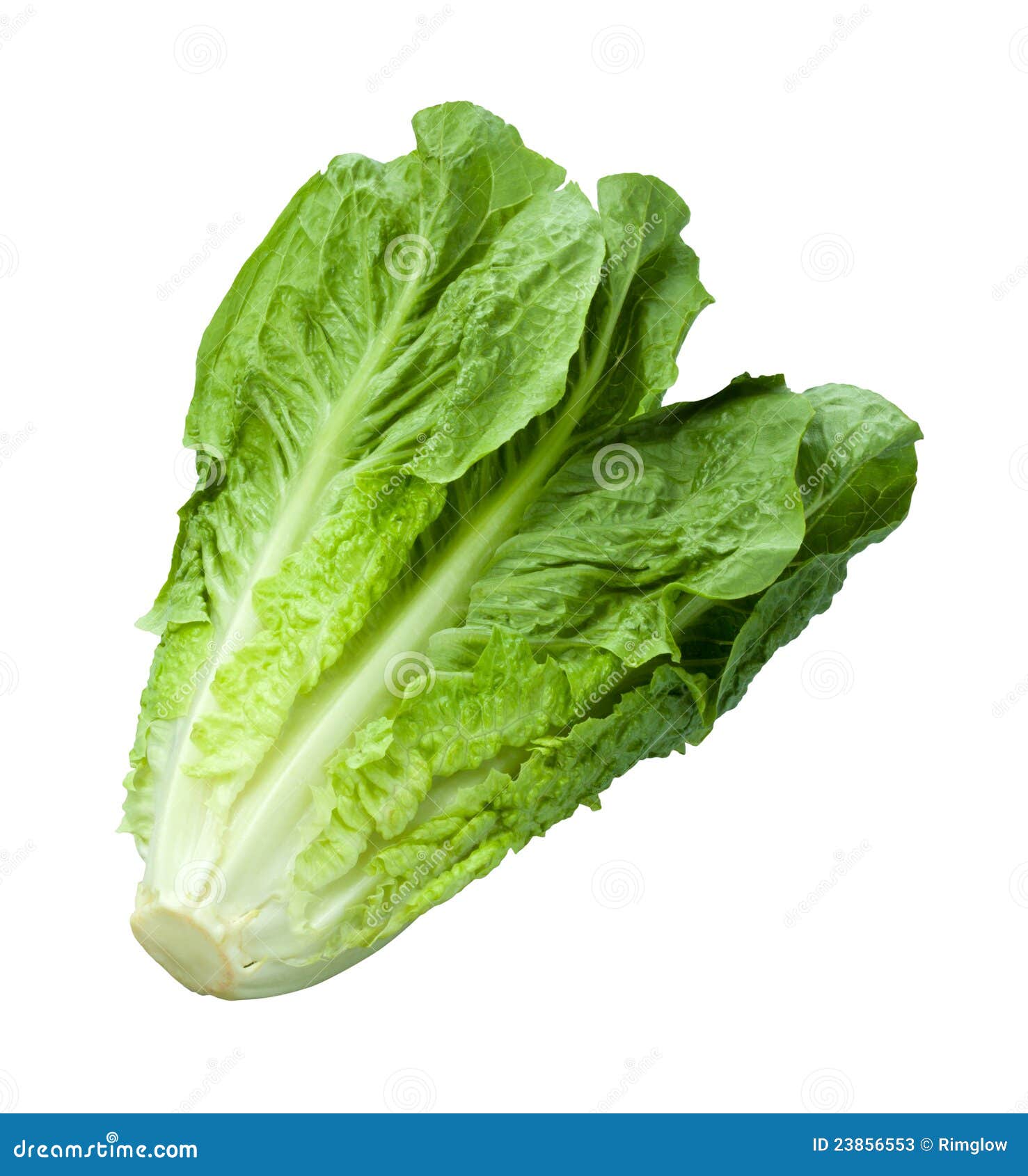romain lettuce  on white