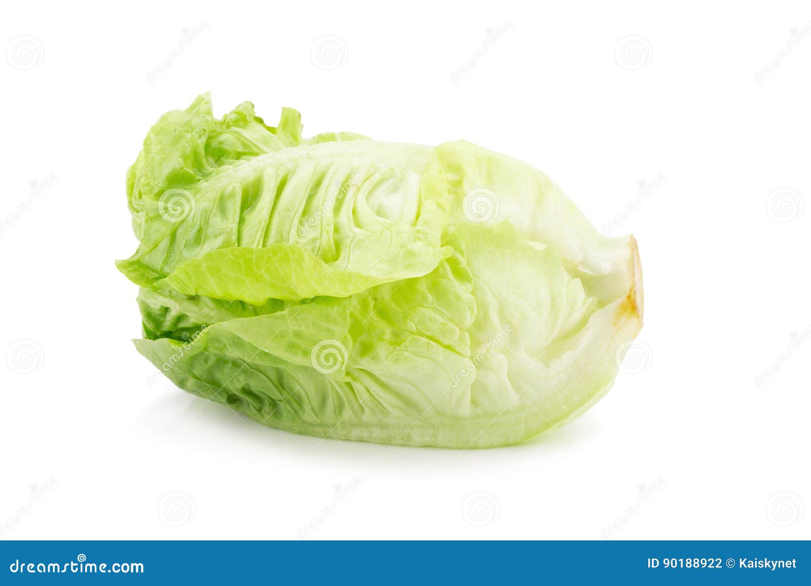 Romain Lettuce Isolated on a White Background. Stock Photo Image of