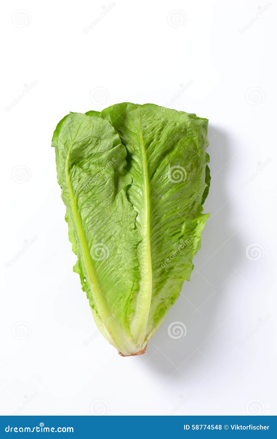 Romaine lettuce stock photo. Image of clean, lettuce 58774548
