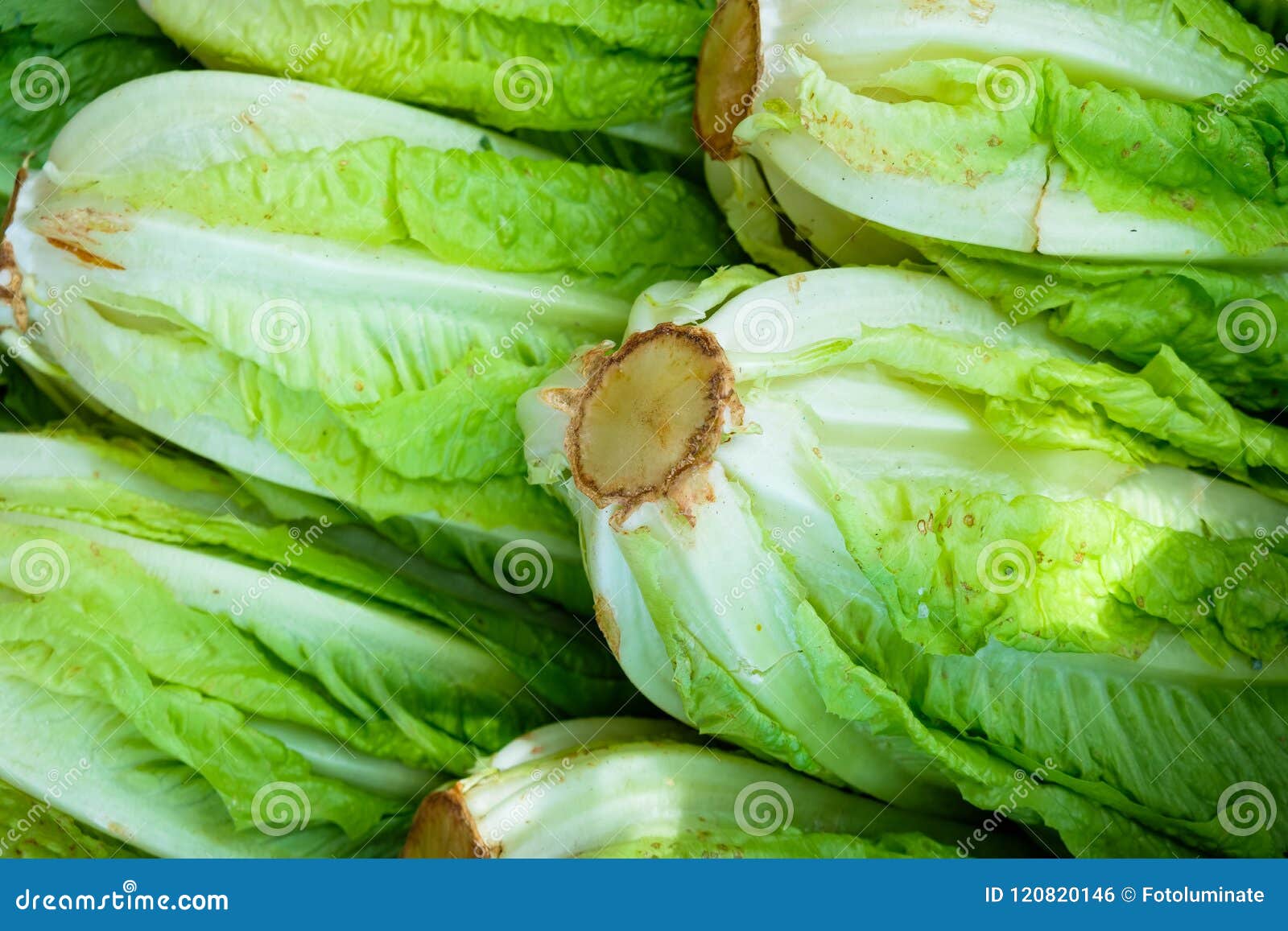romaine vs romaine hearts romaine vs romaine hearts
