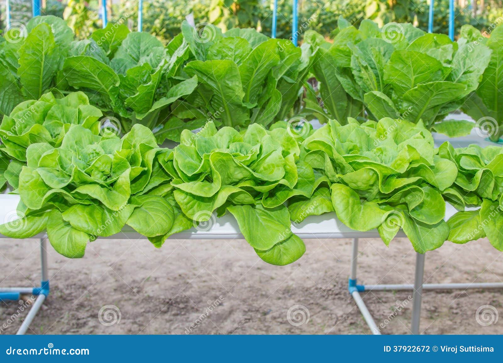 Romaine Lettuce, Hydroponics System. Stock Photography ...