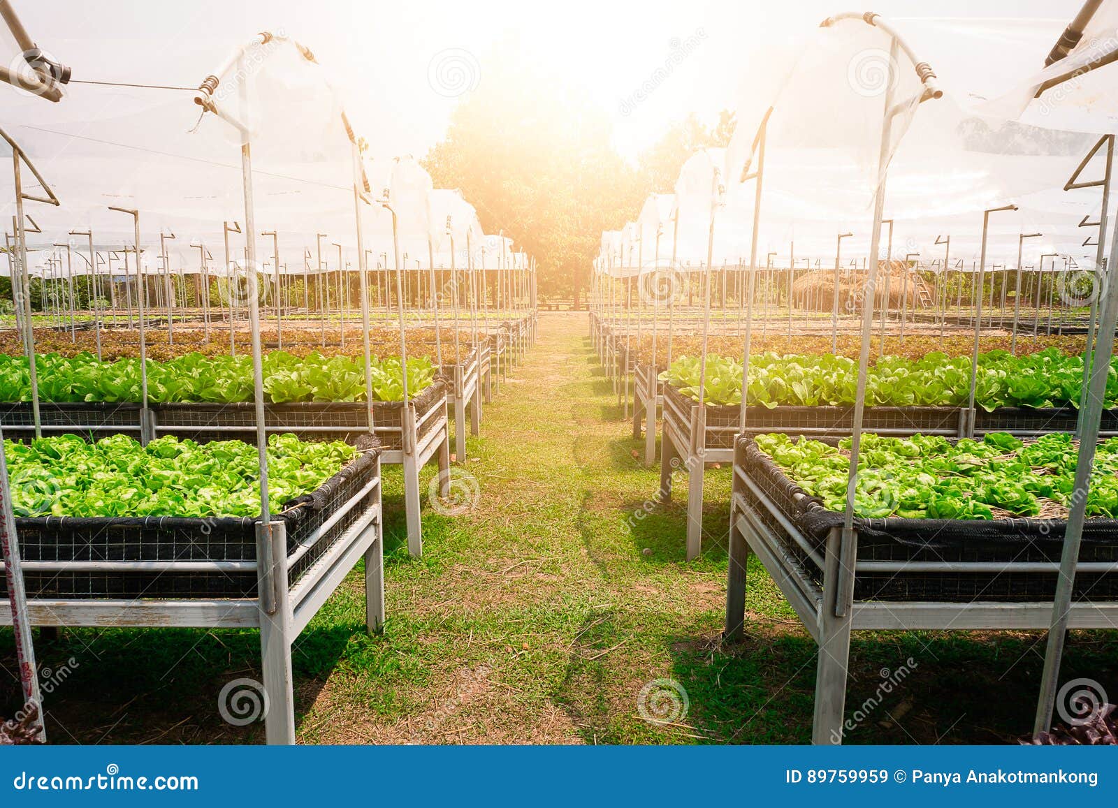 Romaine Lettuce stock image. Image of fiber, lettuce 89759959
