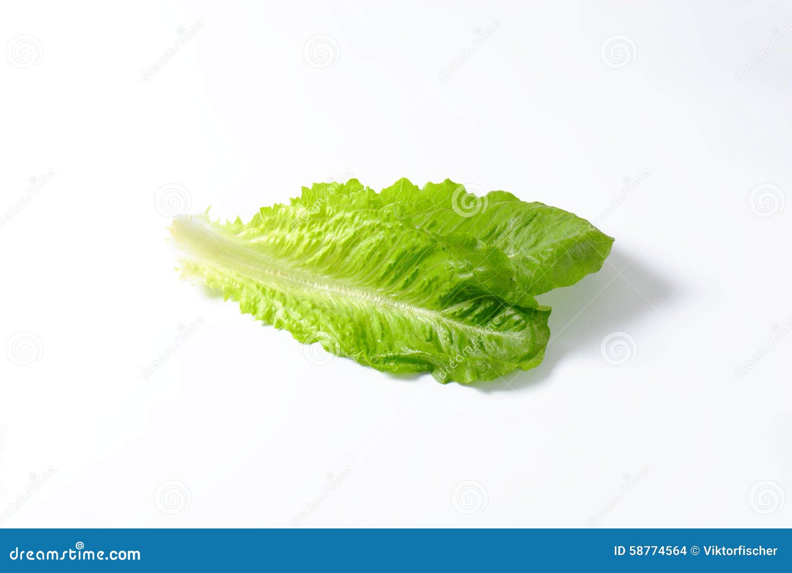 Romaine lettuce stock photo. Image of clean, green, lettuce 58774564