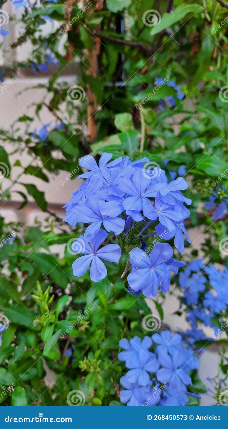 Roman flower stock image. Image of rome, common, blue - 268450573