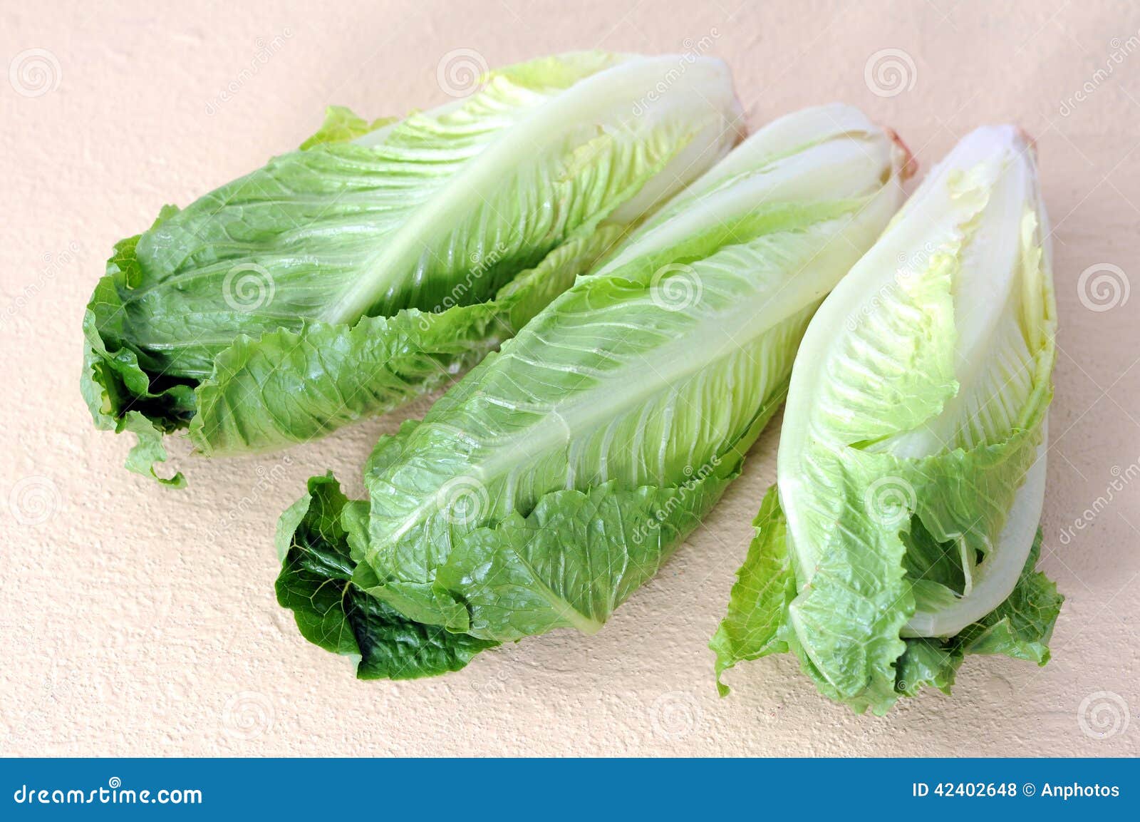 Roman heart lettuce stock photo. Image of foliage, object 42402648