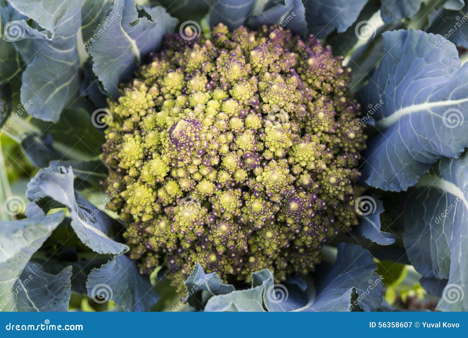 Romanesco Broccoli stock image. Image of romanesque, galaxy 56358607