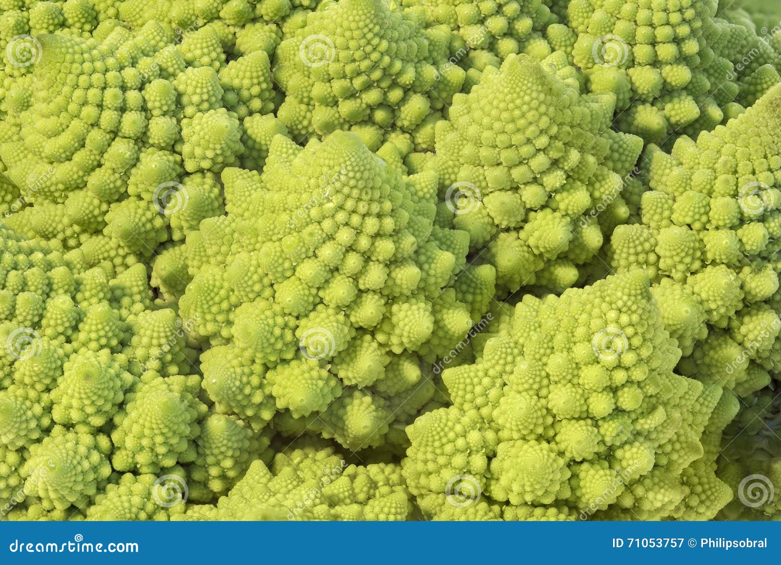 romanesque cabbage fractals
