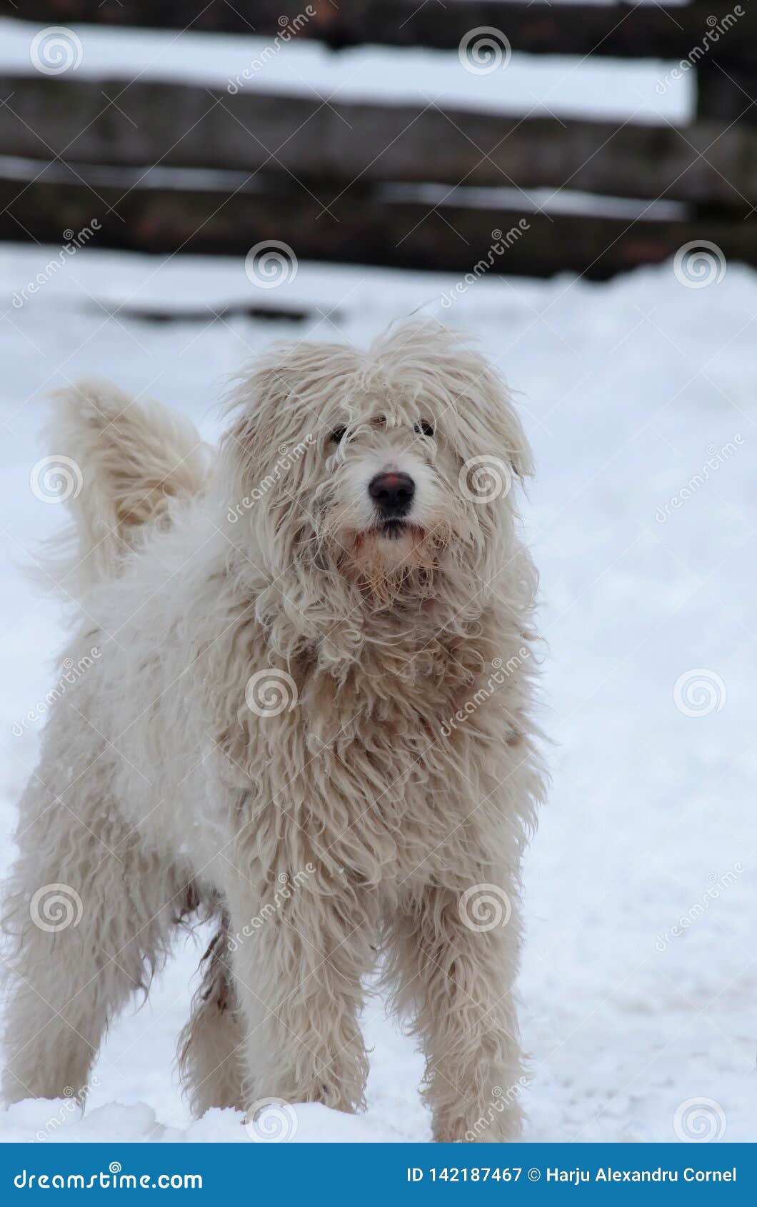 are romanian mioritic shepherds healthy