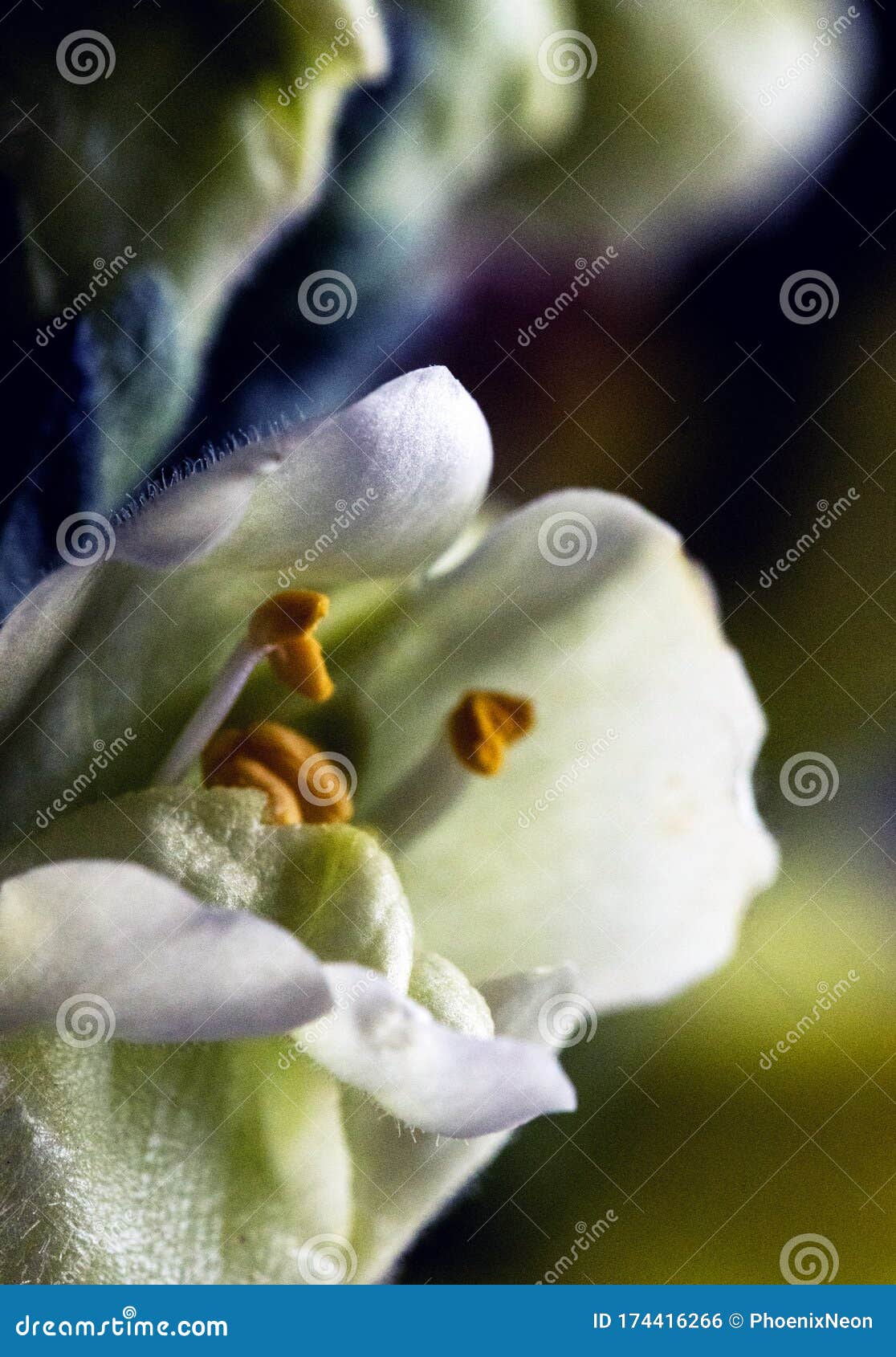 Romantic Artistic Closeup with Soft Focus Bouquet of Tender Blooming ...
