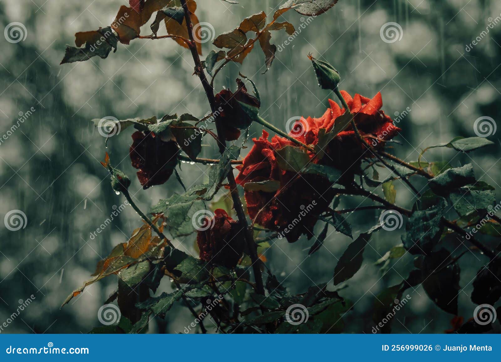 Romantic Background with Red Rose Under the Rain on Black Stock Photo