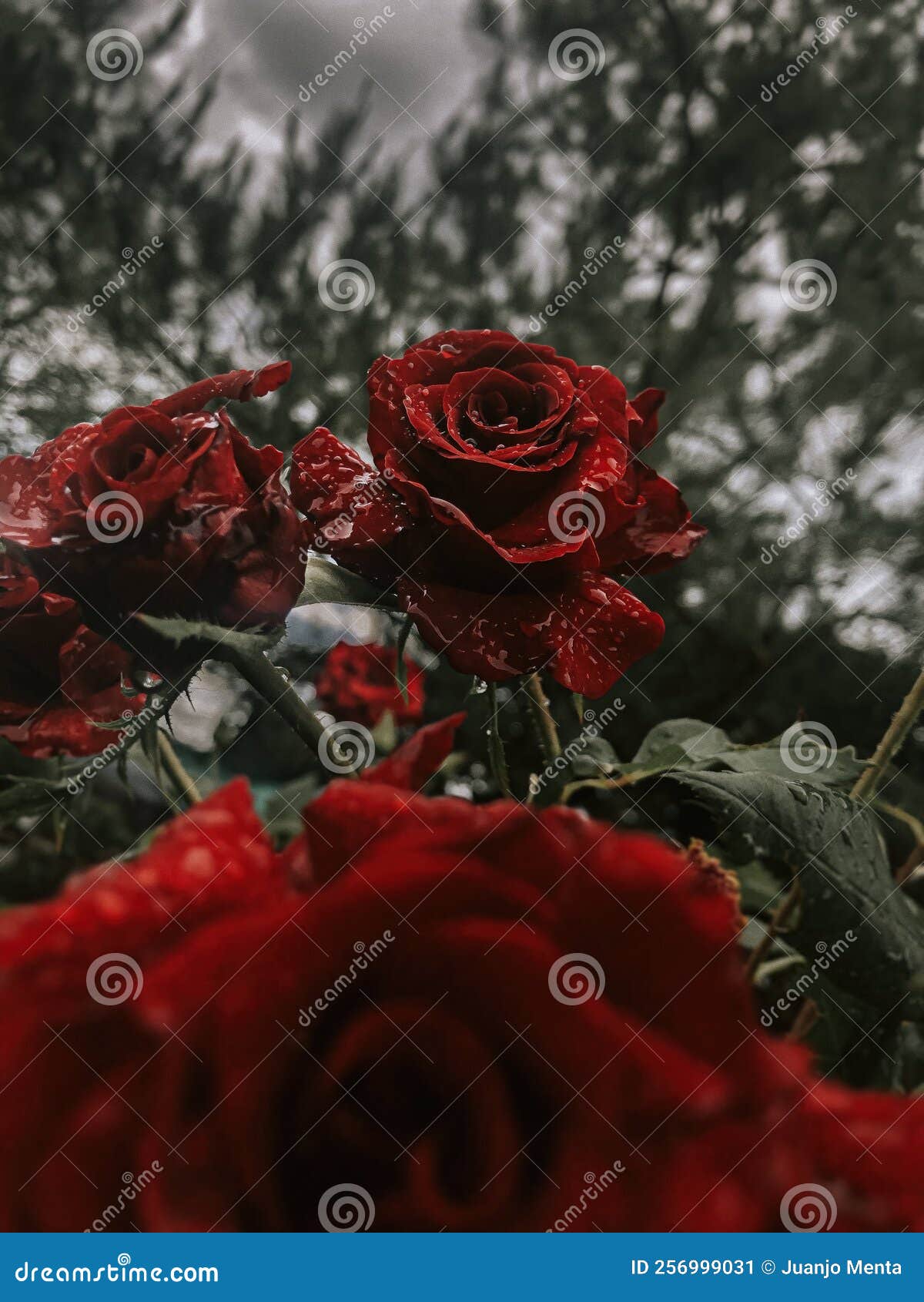 Romantic Background with Red Rose Under the Rain on Black Stock Image