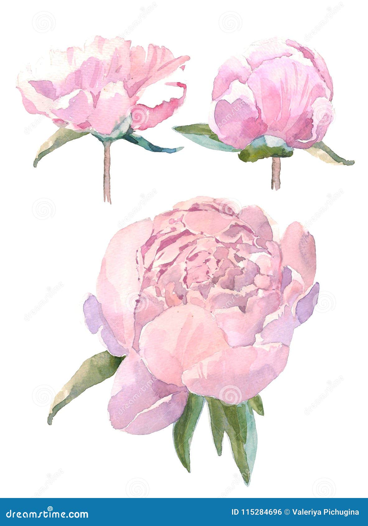Set of Watercolor Illustration Vintage Bouquet of Flowers, Peonies. Hand  Drawn Illustration Isolated on White Background Stock Illustration -  Illustration of drawing, floral: 115284696