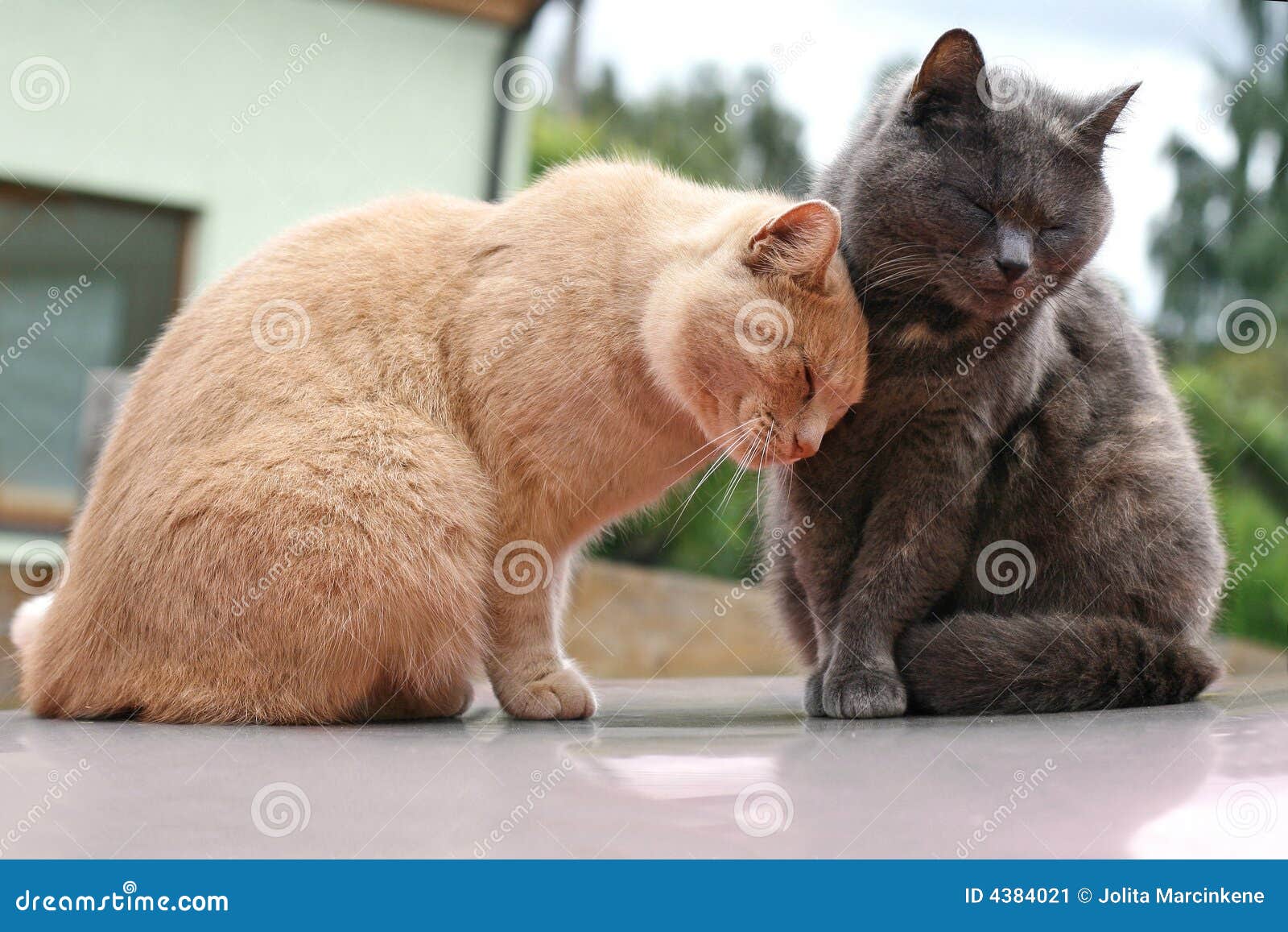 romantic cats