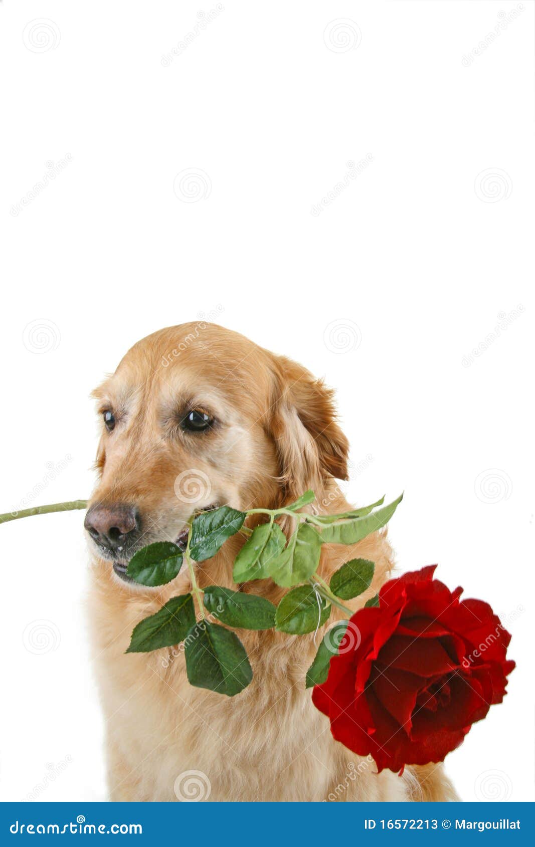 Romantic dog stock image. Image of present, christmas - 16572213