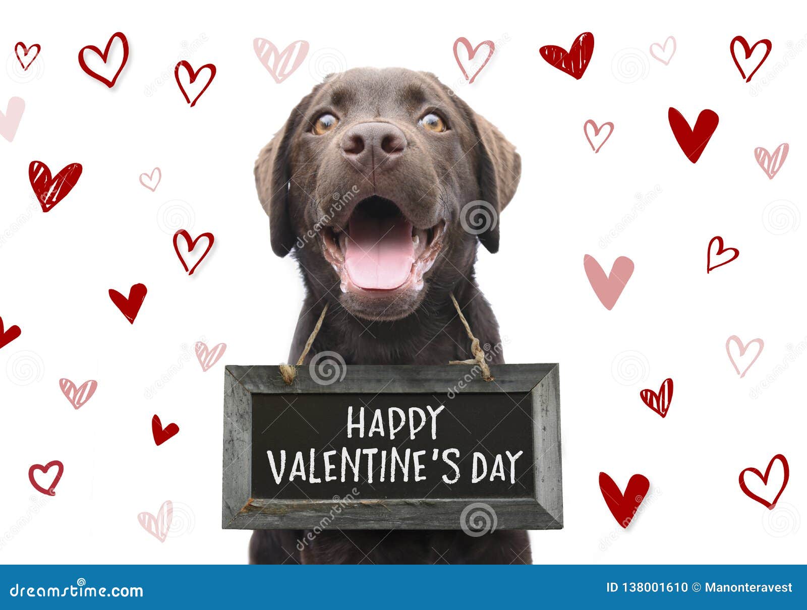 romantic dog with text happy valentines day on wooden board with cute hand drawn hearts on white background for 14 february