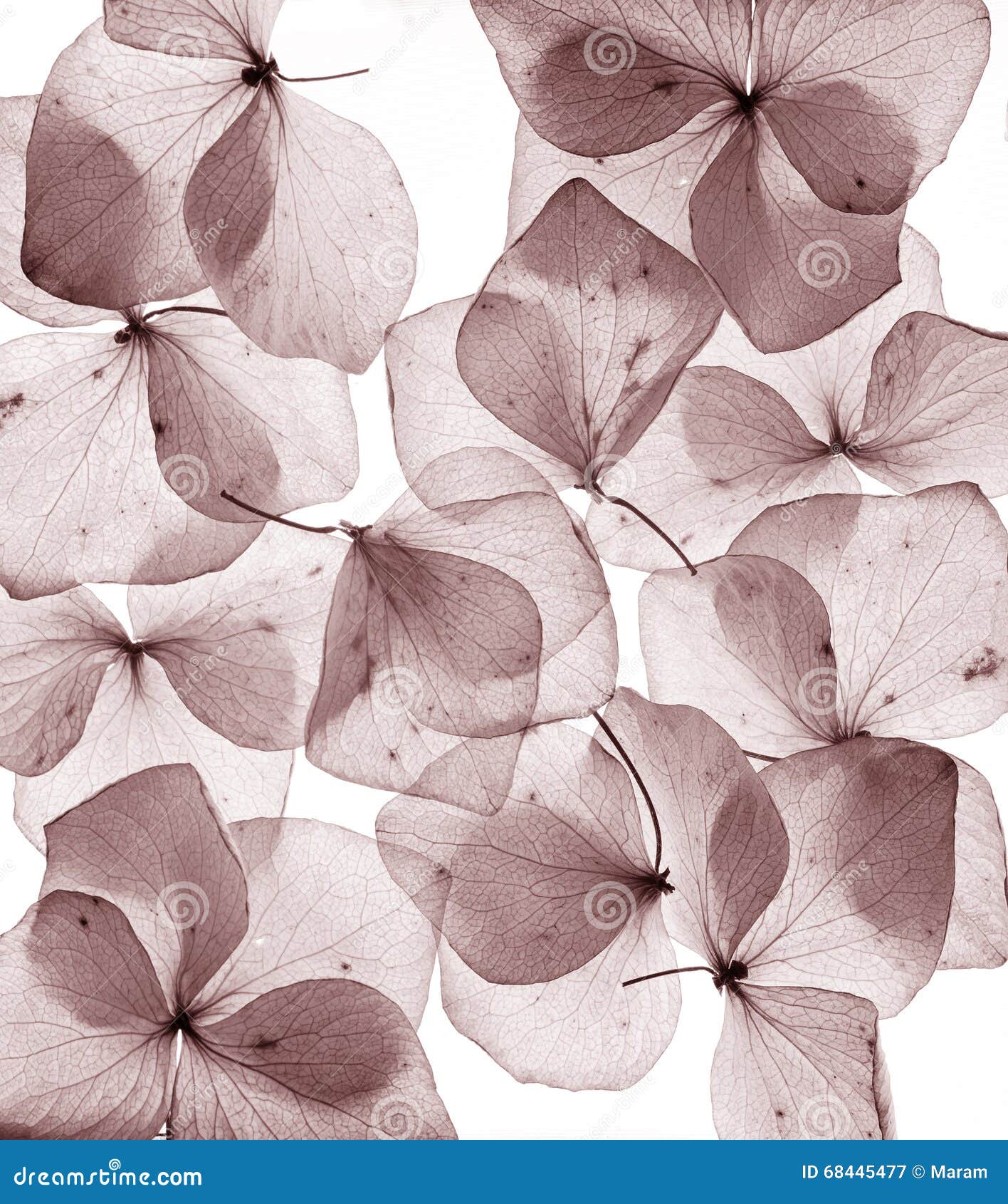 Romantic Flower Petals Close Up Stock Image Image of natural, fresh