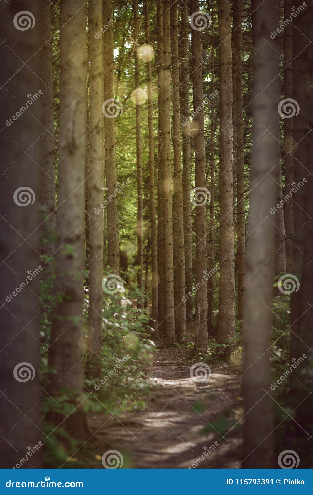 romantic forest trail trough spruce trees