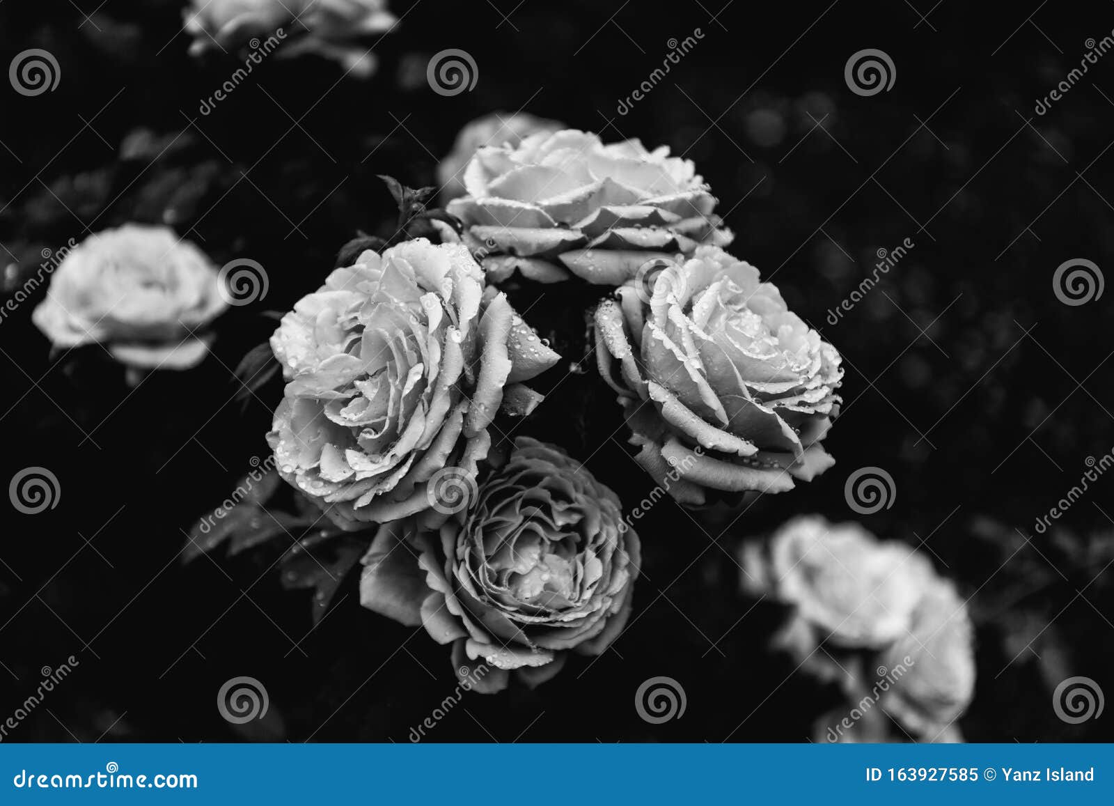 Romantic Greeting Card of Black and White Roses. Stock Image - Image of ...