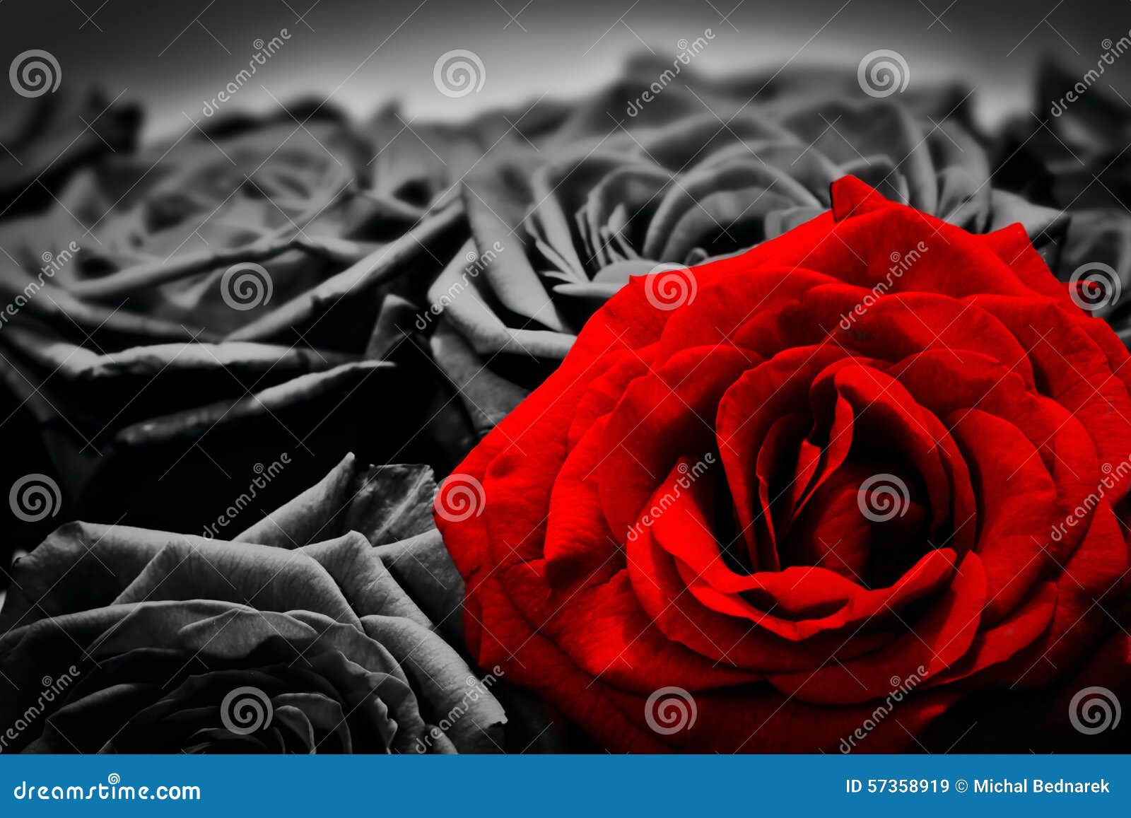 romantic greeting card of red rose against black and white roses