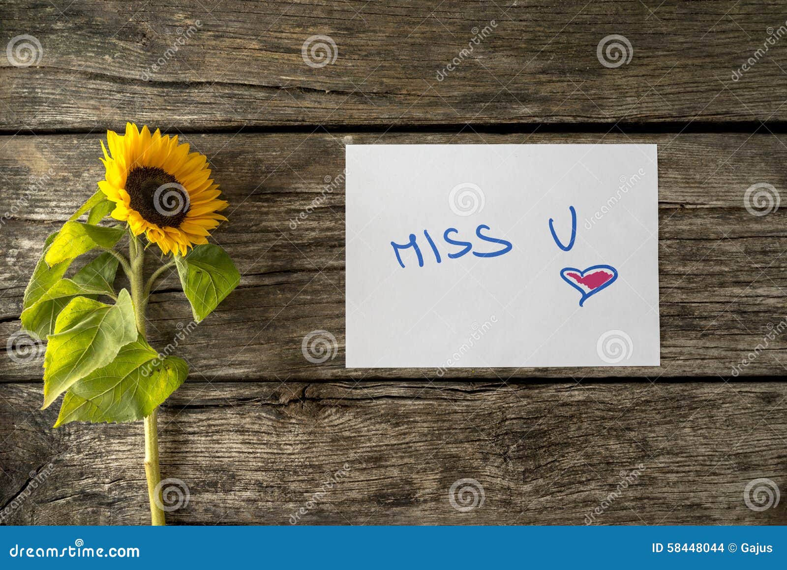 Romantic Miss U Message Next To a Beautiful Sunflower Stock Photo ...