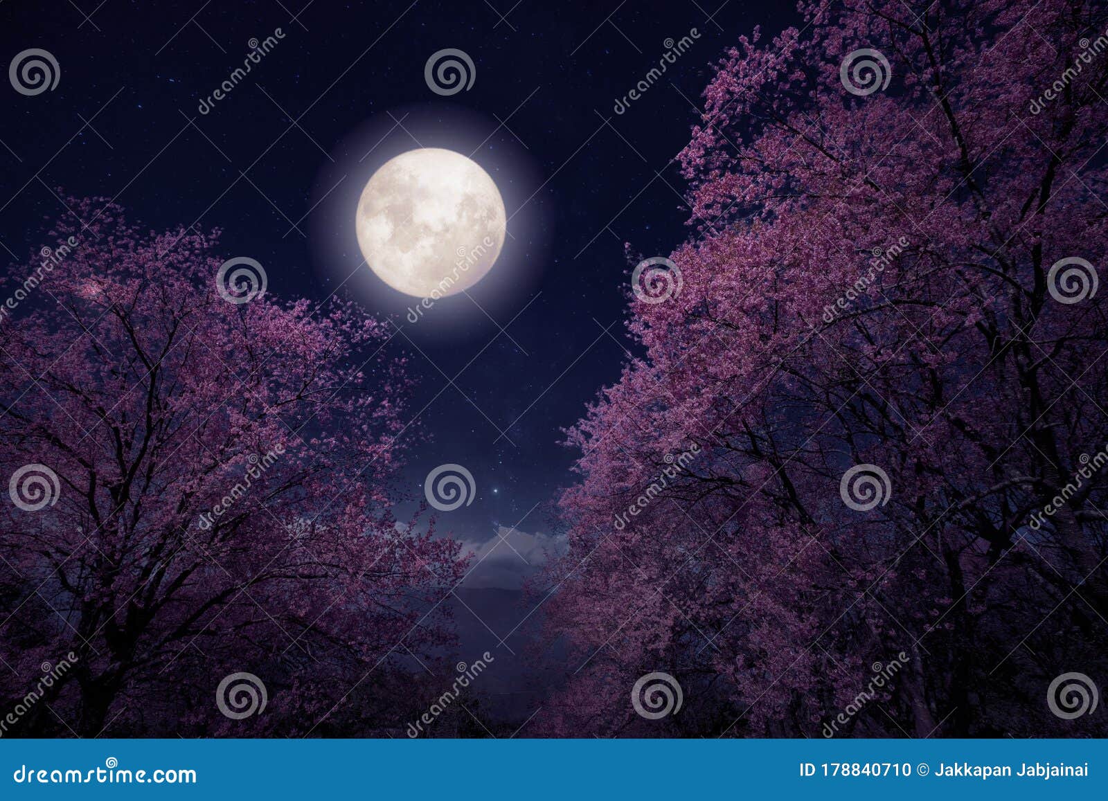 beautiful cherry blossom sakura flowers in night skies with full moon