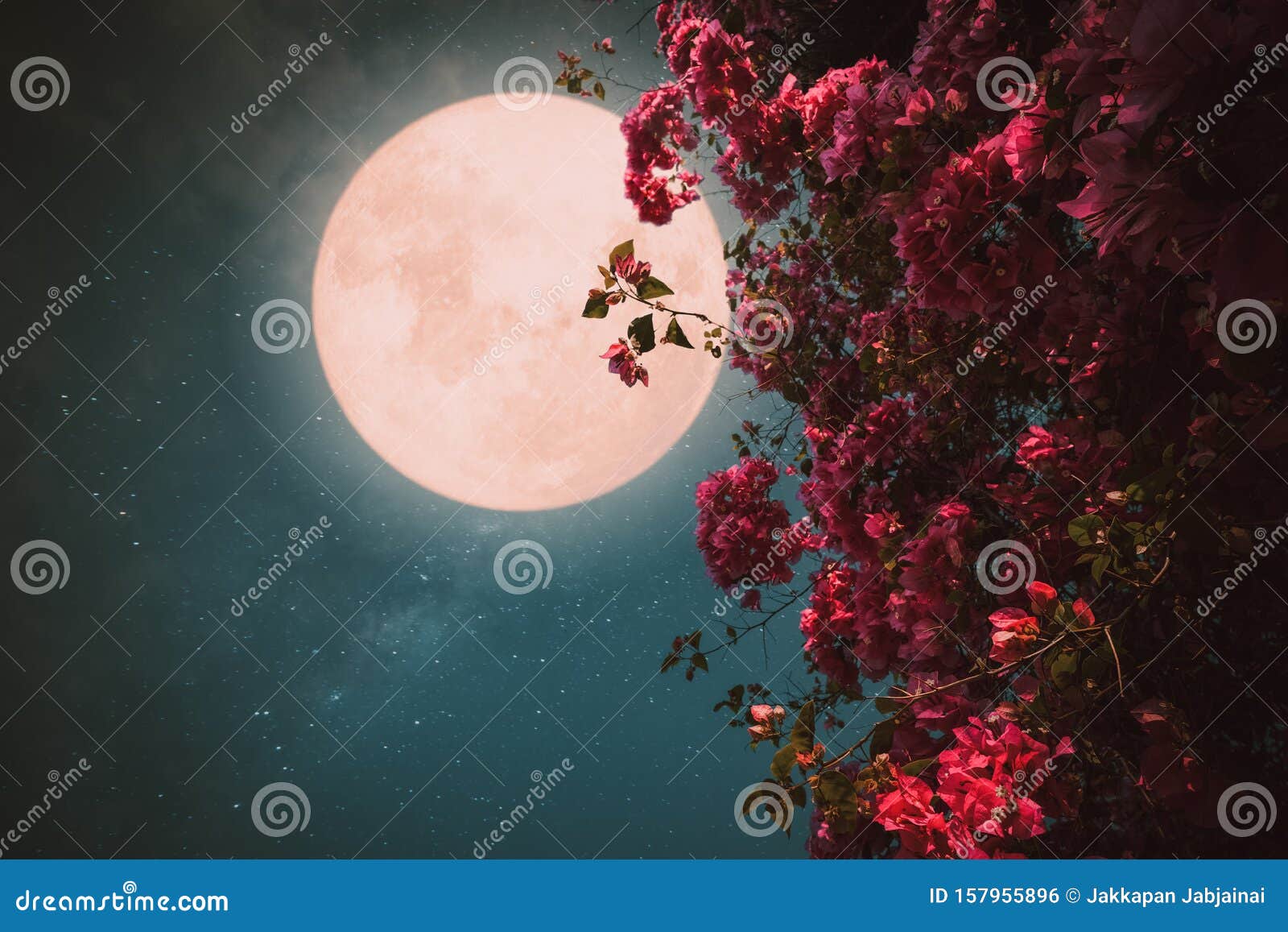 Beautiful Pink Flower Blossom in Night Skies with Full Moon. Stock ...