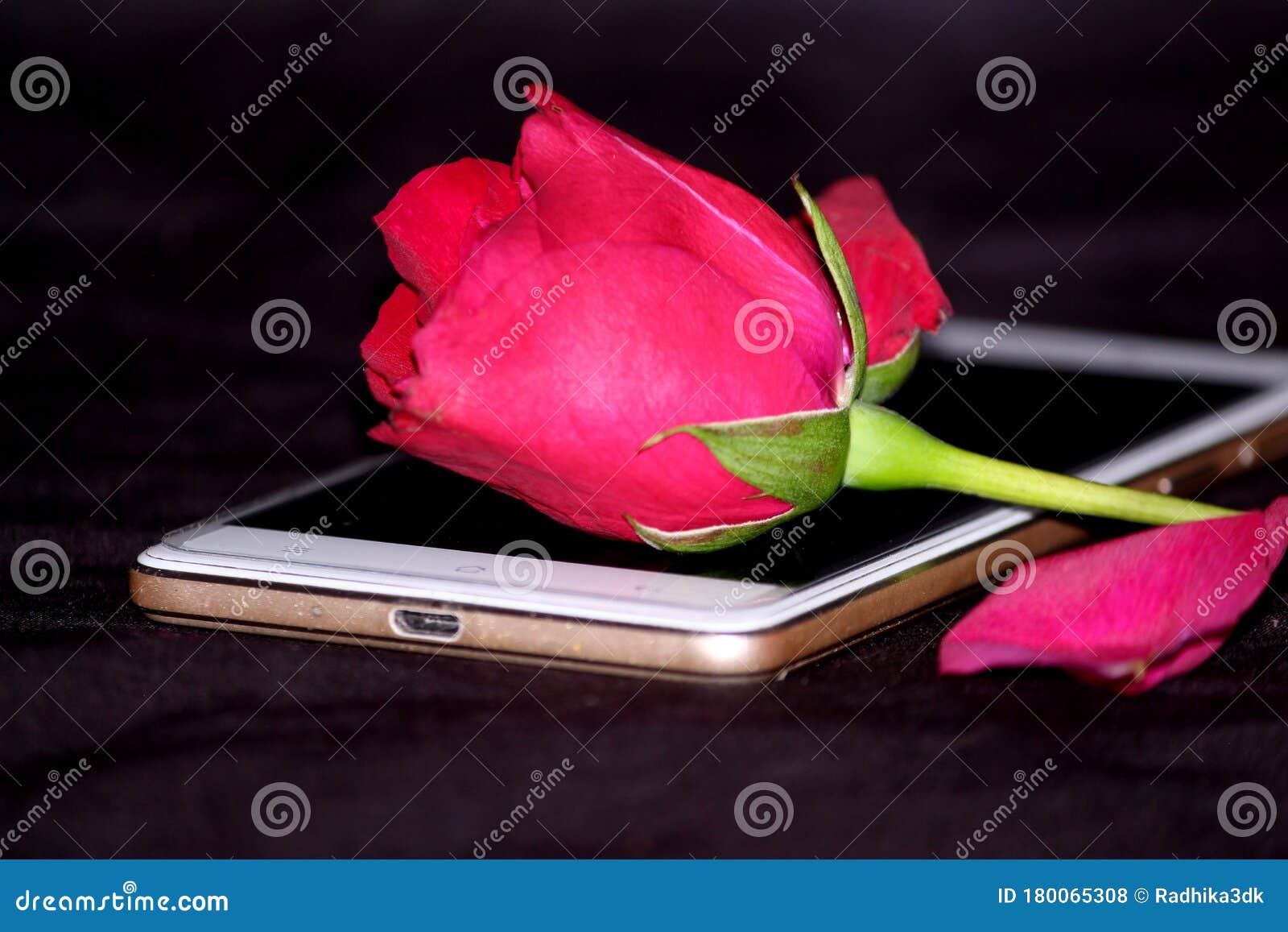 Romantic Proposal, Red Rose Put on Mobile Stock Photo - Image of ...