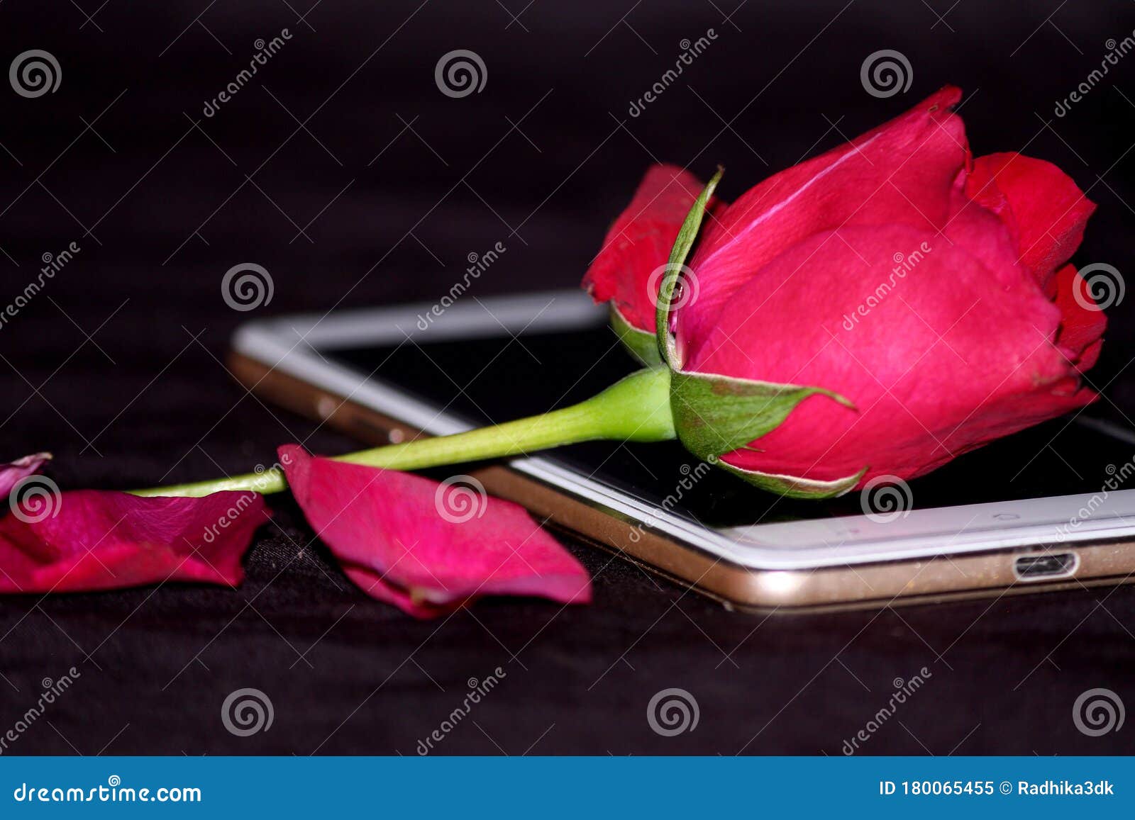 Romantic Proposal, Red Rose Put on Mobile Stock Image - Image of ...