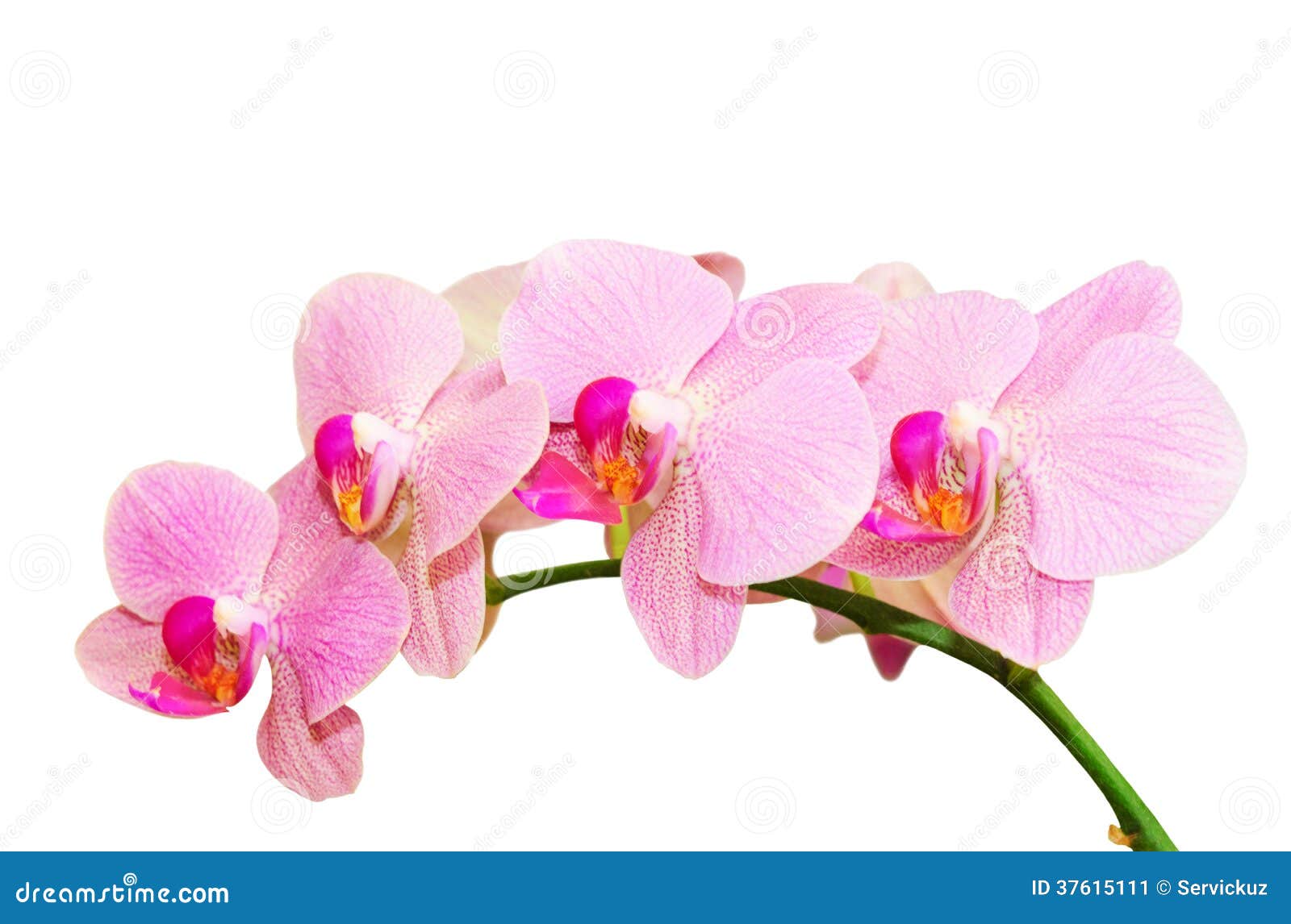 romantic purity branch of spring pink spotted orchids