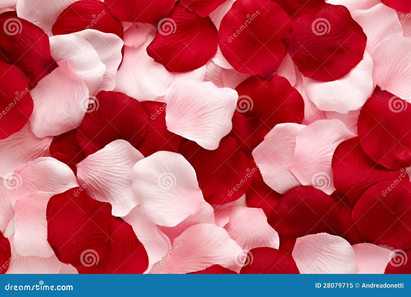Romantic Red and Pink Rose Petals Stock Image Image of petals