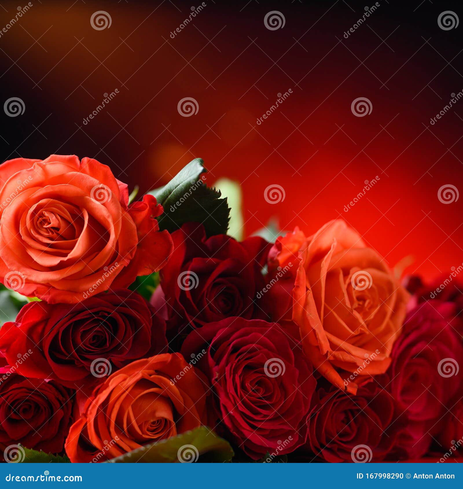 80,000+ Best Rose Wallpaper Photos · 100% Free Download · Pexels Stock  Photos