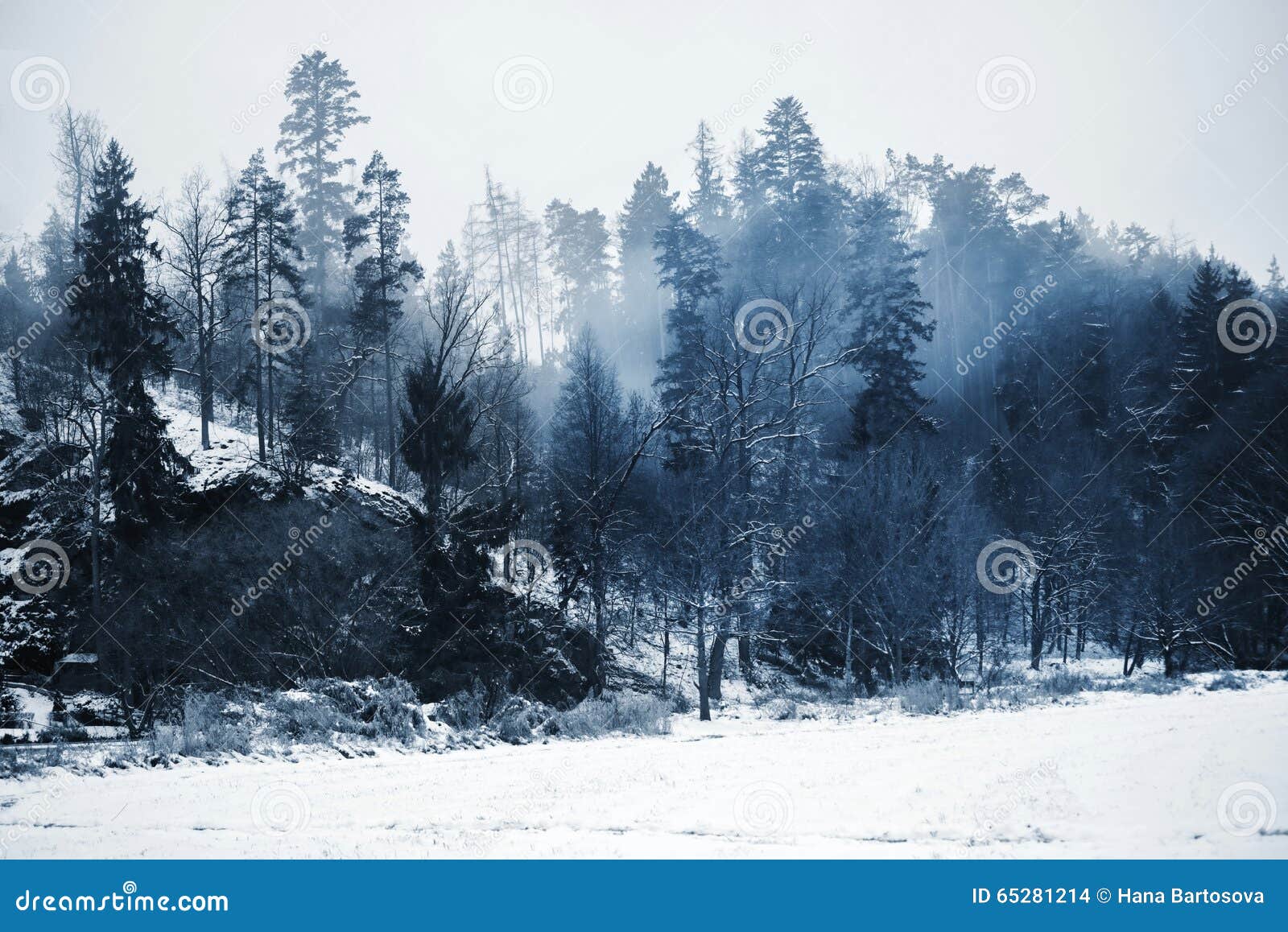 romantic restful snowy woods