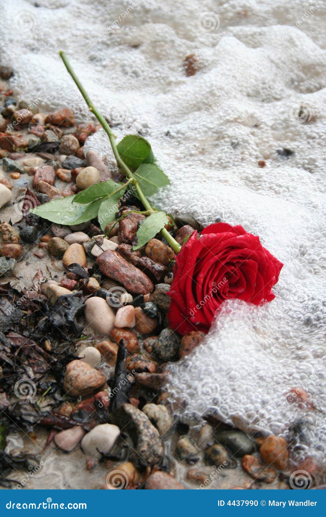 Romantic Rose Stock Photo - Image: 4437990