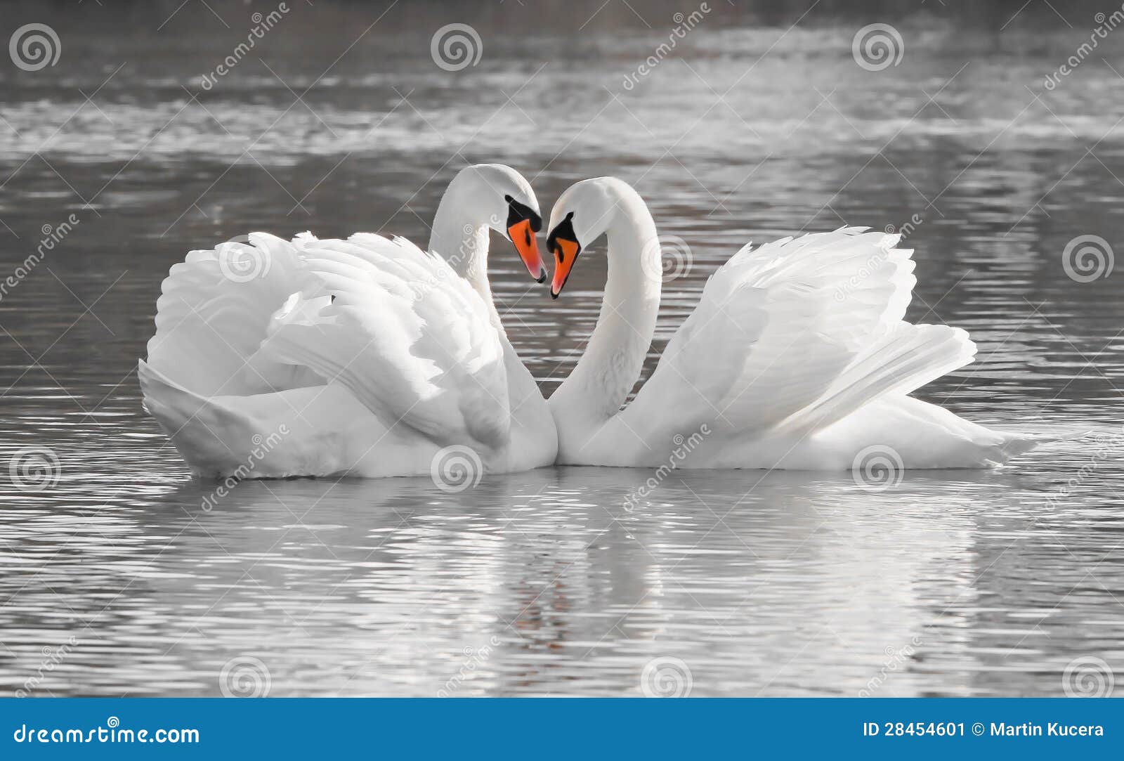 Romantic Swan Couple Stock Image Image Of Romance Elegance 28454601